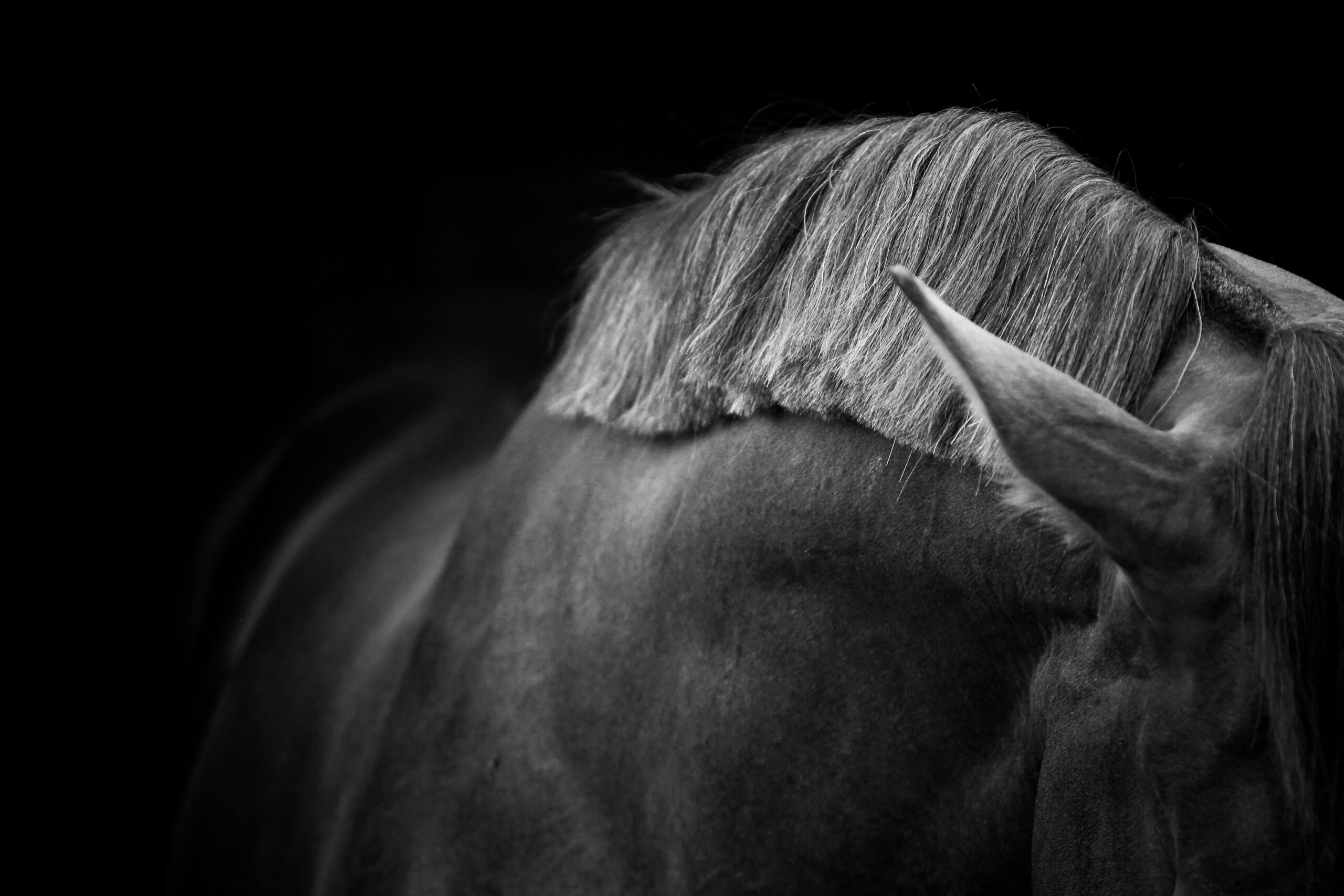 Le crin de cheval au fil du temps.